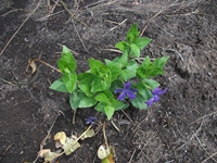 ova Gussonea-Vinca major 20110529 181